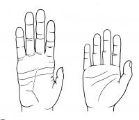 Chimp and Human Hands