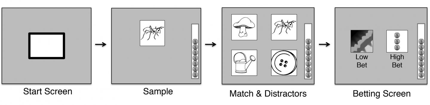 Metacognitive Illusion in Monkeys