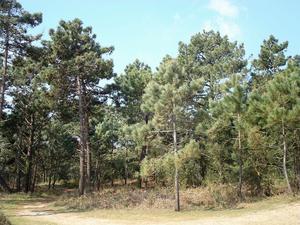 Maritime pines