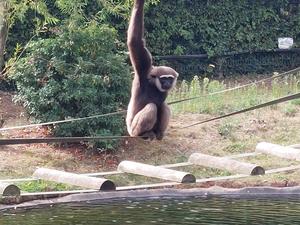 Agile Gibbon at Twycross Zoo