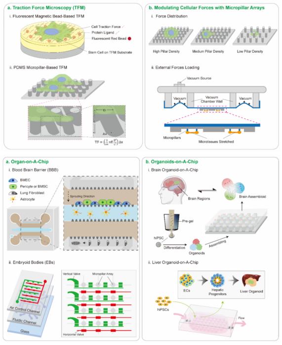 Illustration showing applications of micropattern arrays in cellular biomechanics detection and tissue engineering.