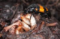 Burying beetles