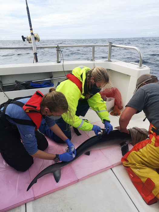 Blue shark Co. Cork