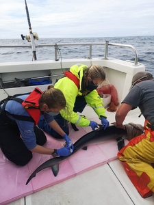 Blue shark Co. Cork