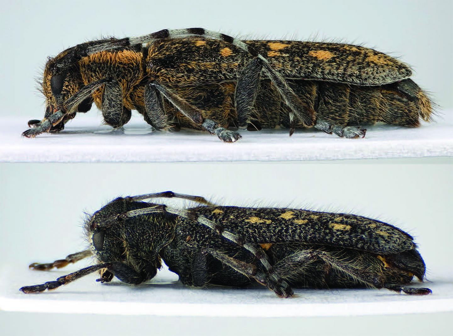 Beetle Subspecies