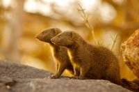 Mongoose Sentinels