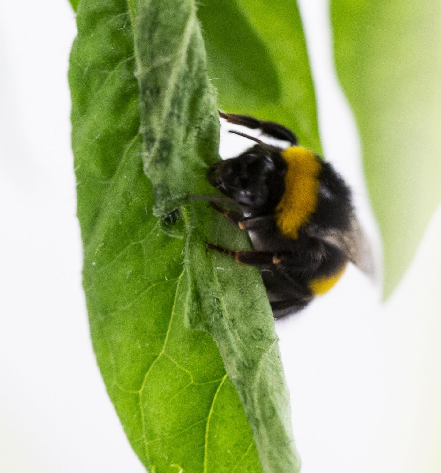 When Plant Pollen Scarce, Bumblebees Biting Leaves Causes Flowers to Bloom Early (2 of 6)