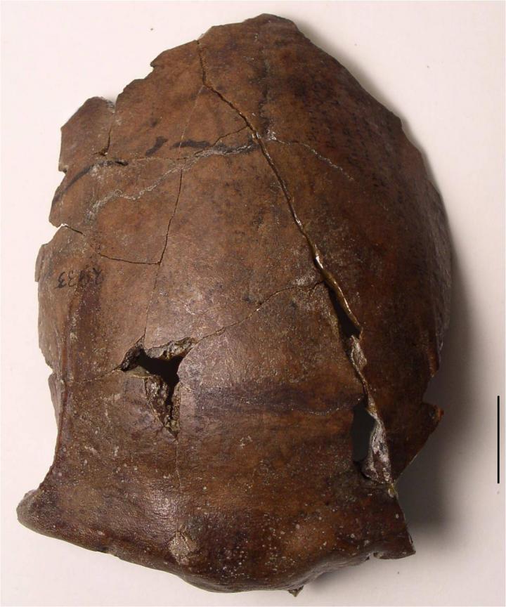 Aitape Skull