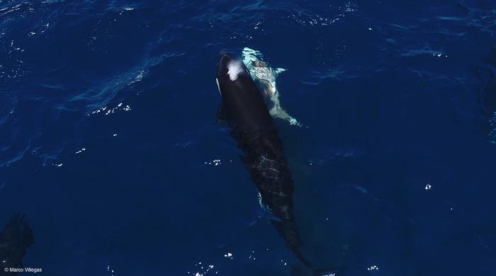 An orca swims next to a wounded shark