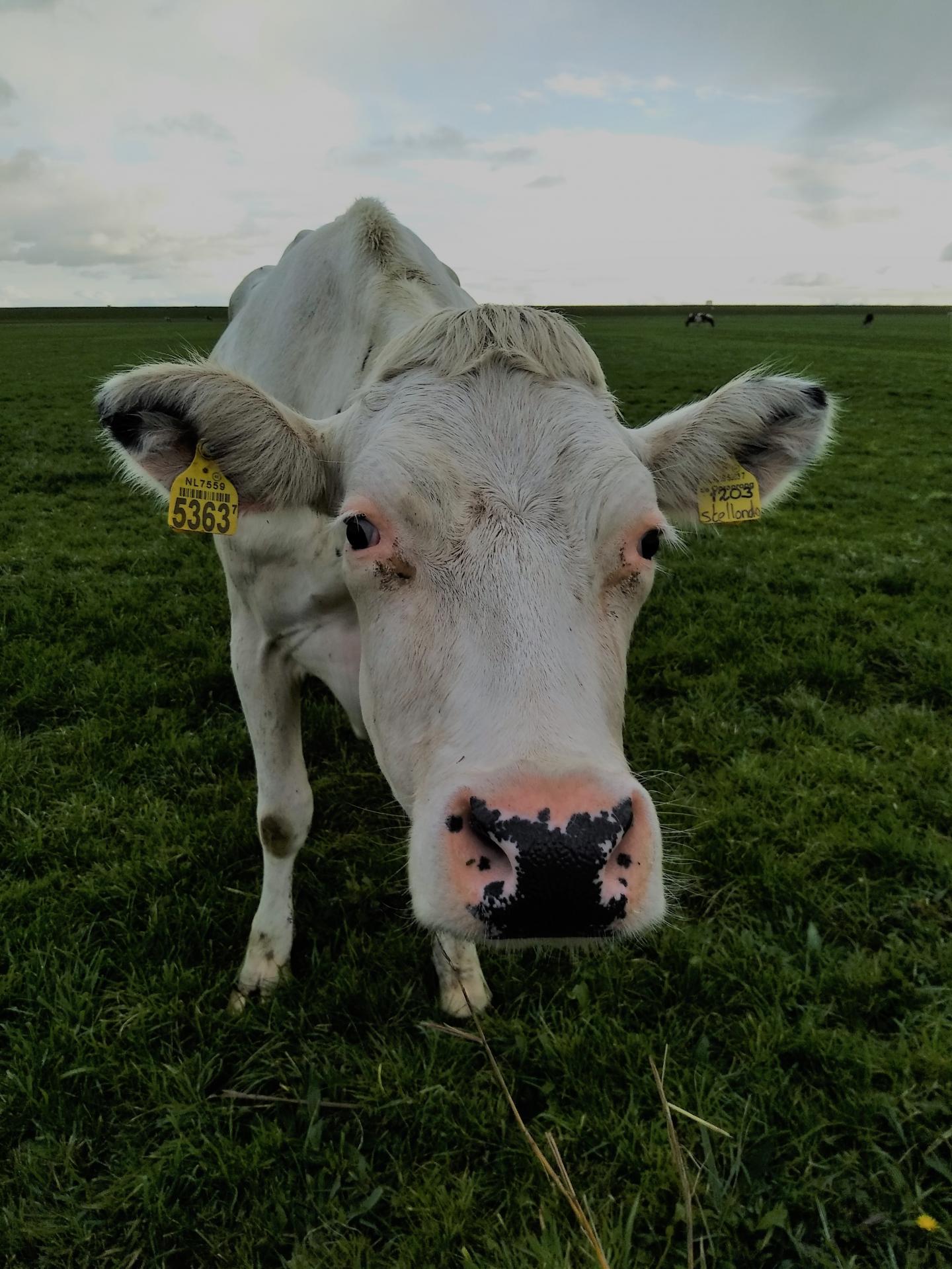 Grazing management can maximize erosion resistance of salt marshes
