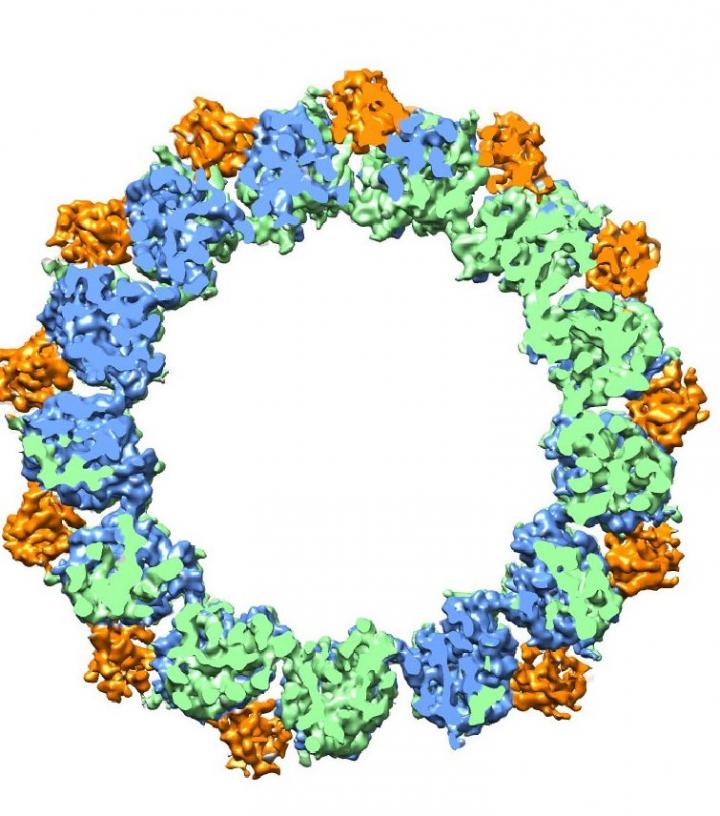 Mictrotuble with EB3