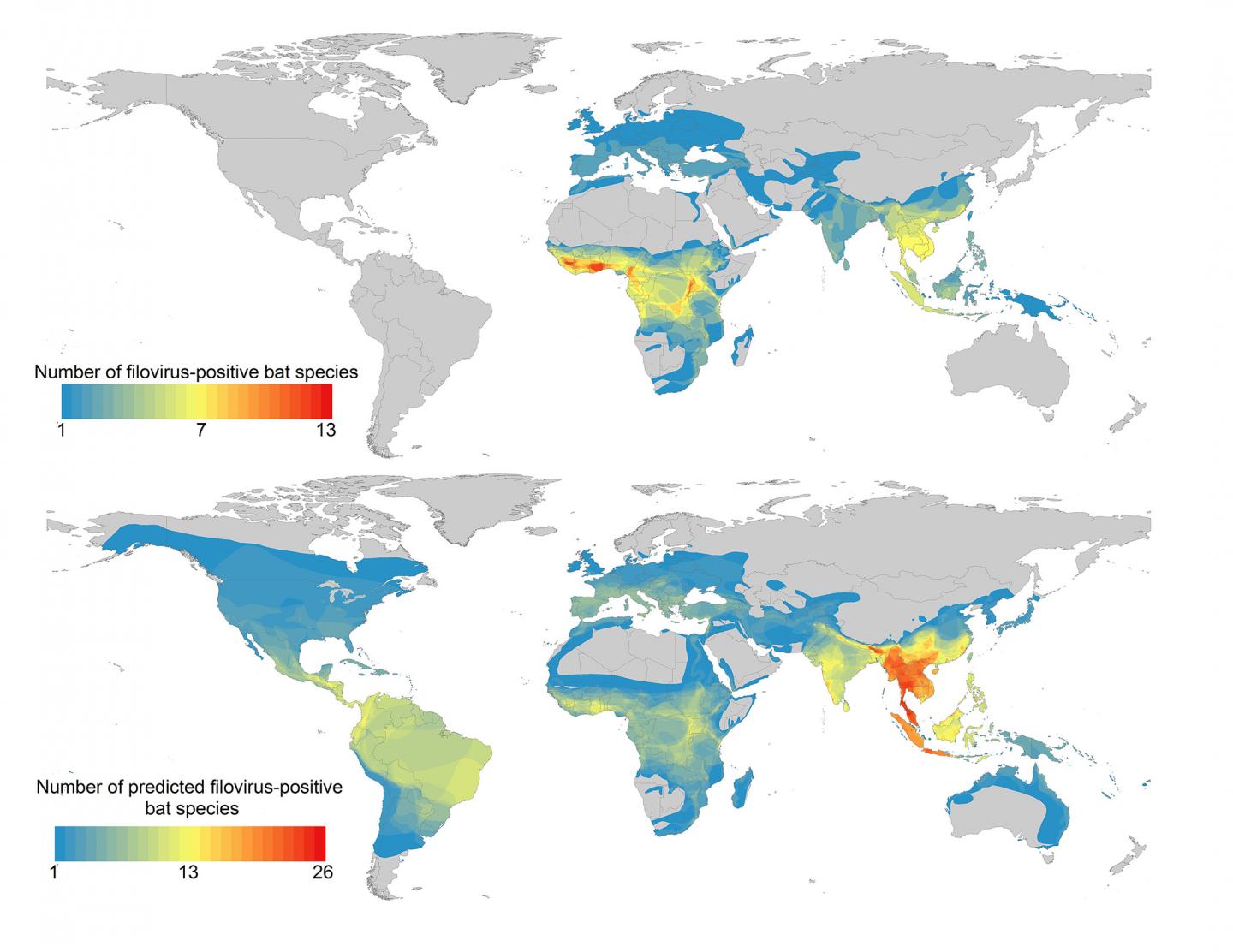 Map of Predicted Additional Filovirus-Positive Bat Species