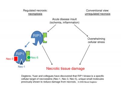 Inhibitors to RIP1 Kinase