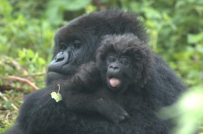 Gorilla Mom and Infant