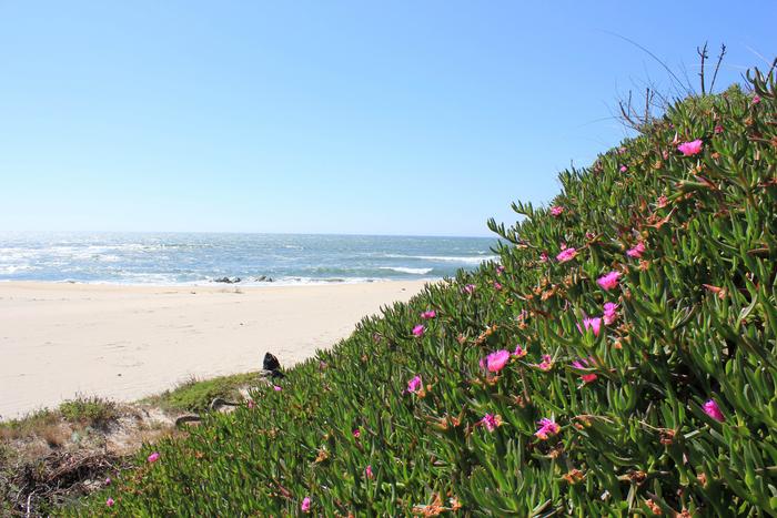 Carpobrotus invasion at Duna do Caldeirão, Vila Praia de Âncora, Portugal.