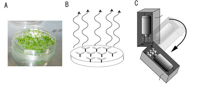 Images of How Plant Gravity Sensing Will Be Studied