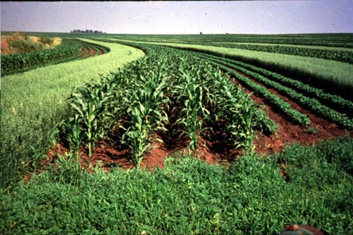 Cover crops in the Corn Belt