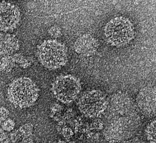 Mycovirus