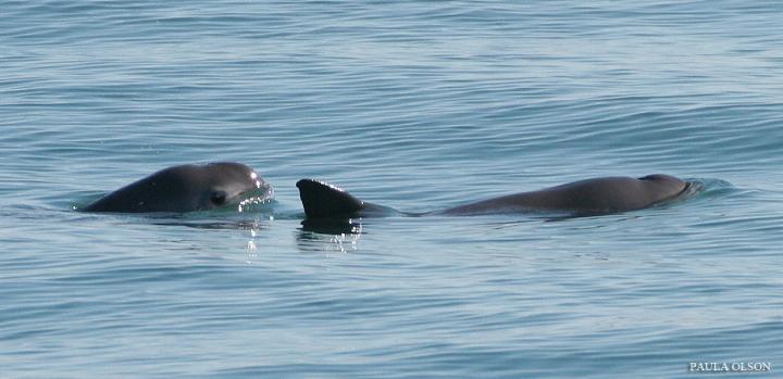 Vaquita