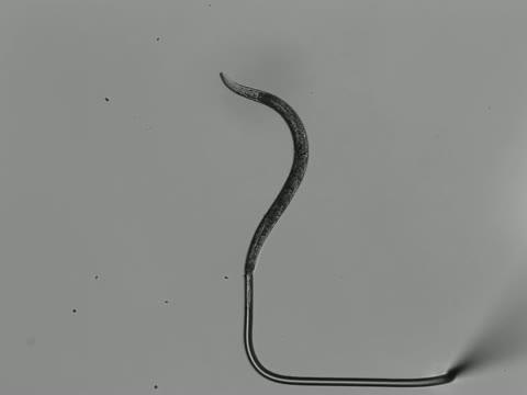Sensing The Force Of Dancing Worms