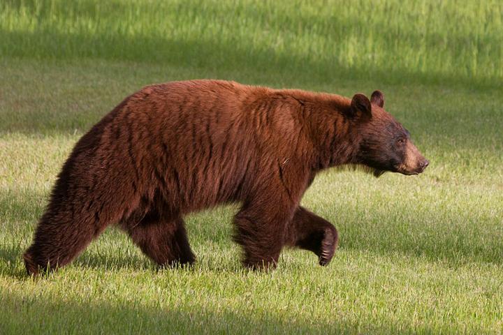 Brown Bear