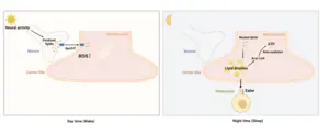 schematic