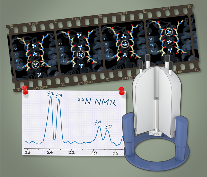 Dynamic ions in the selectivity filter of an ion channel