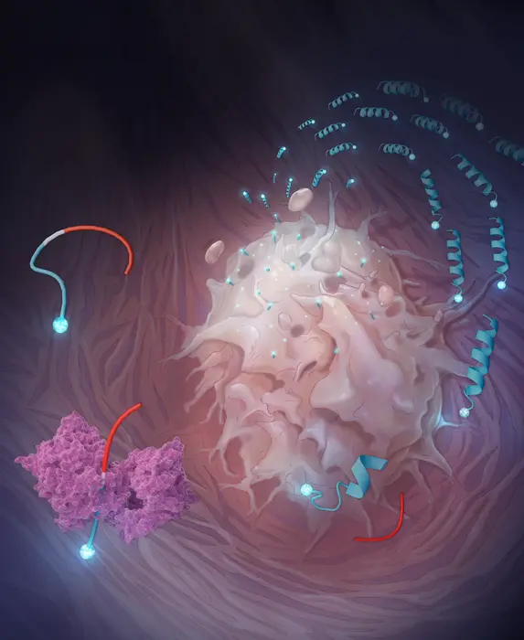 The new drug carrier (shown as blue-red strands) is split by an enzyme (purple structure), delivering the therapeutic (blue spheres) to a cancerous cell.