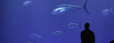 Man Looking at Large Tuna