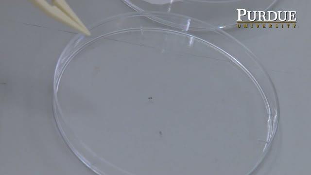 All-terrain Microbot