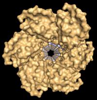 Fertilization Discovery: Do Sperm Wield Tiny Harpoons? (1 of 2)