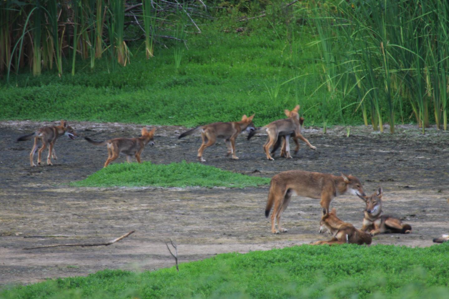 Mysterious Galveston Island Canines