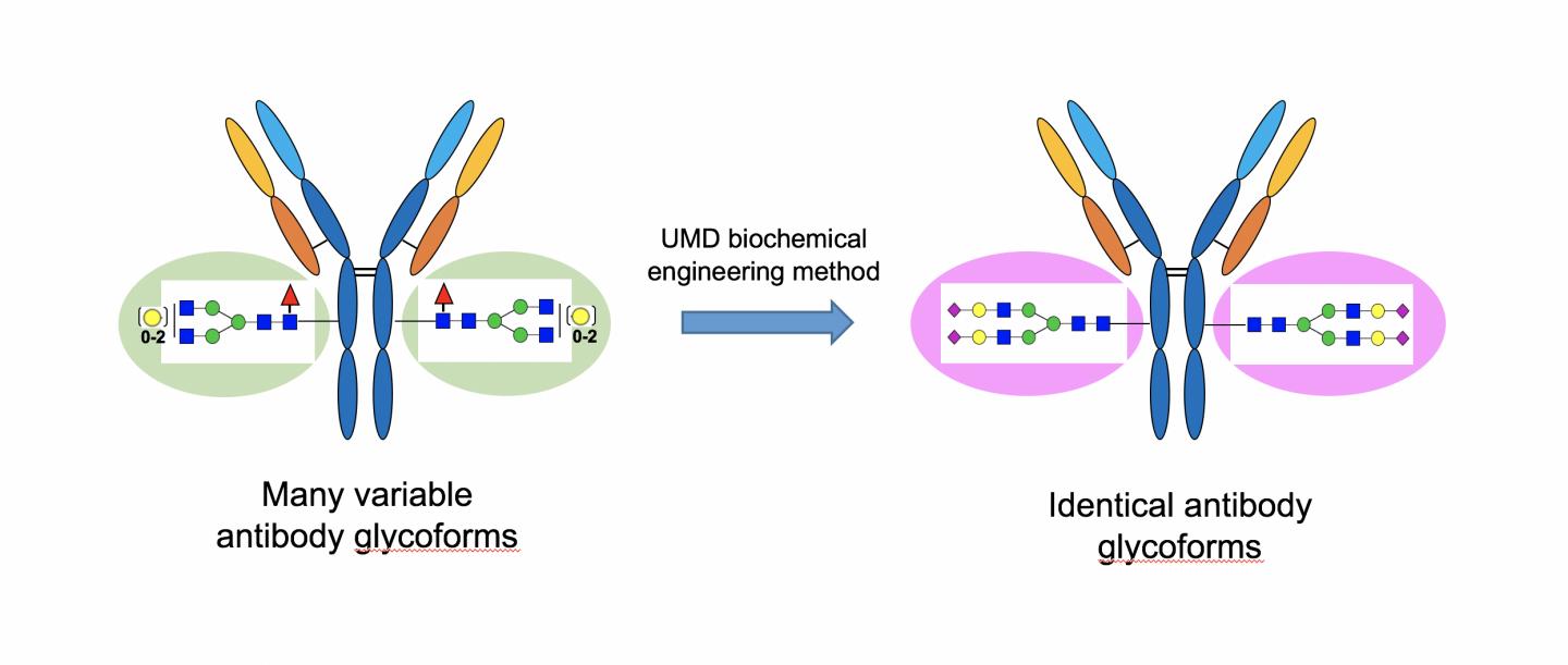 Engineering Antibody Sugar Groups