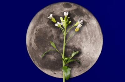 Moonlighting Enzyme