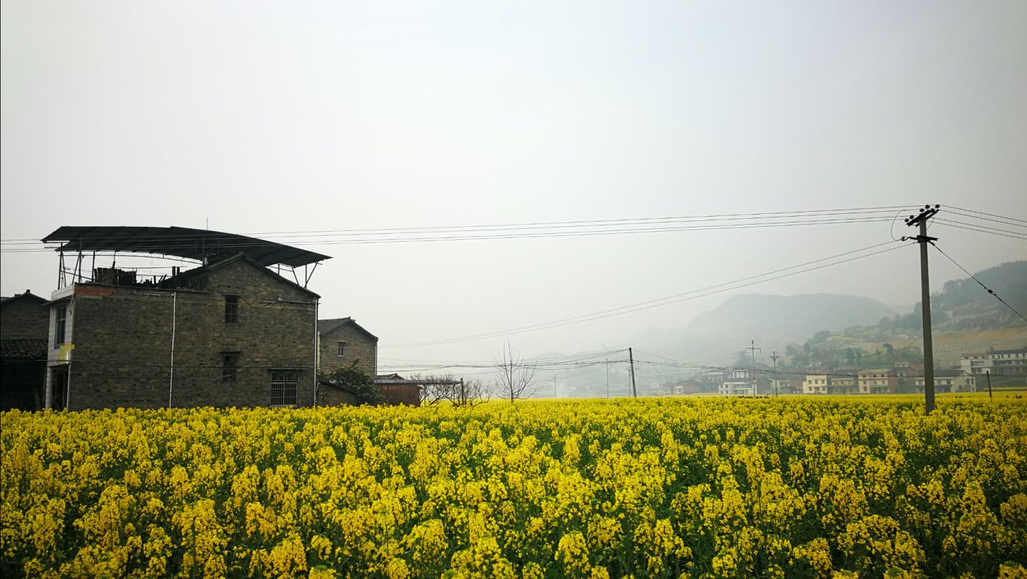 Rapeseed Field
