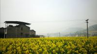 Rapeseed Field