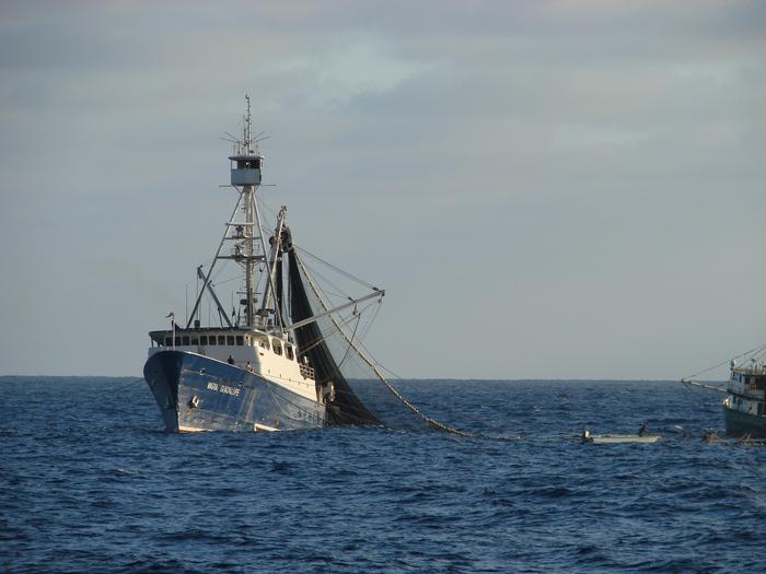 Bluefin purse seiner