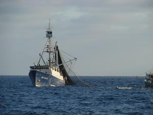 Bluefin purse seiner