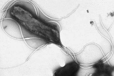 <i>Helicobacter pylori</i>