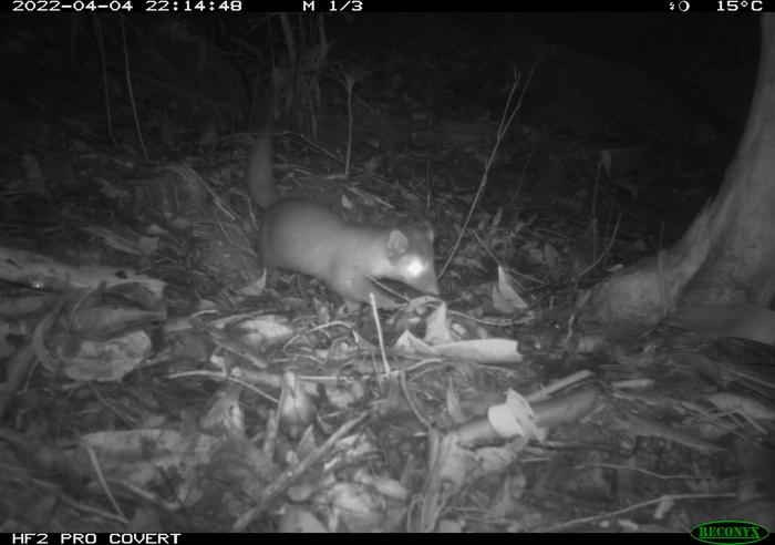 Ferret Badger