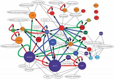Transcription Factor Network Illustration