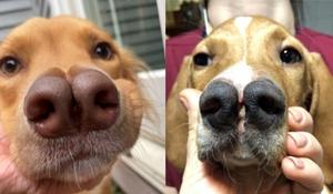 Dog noses
