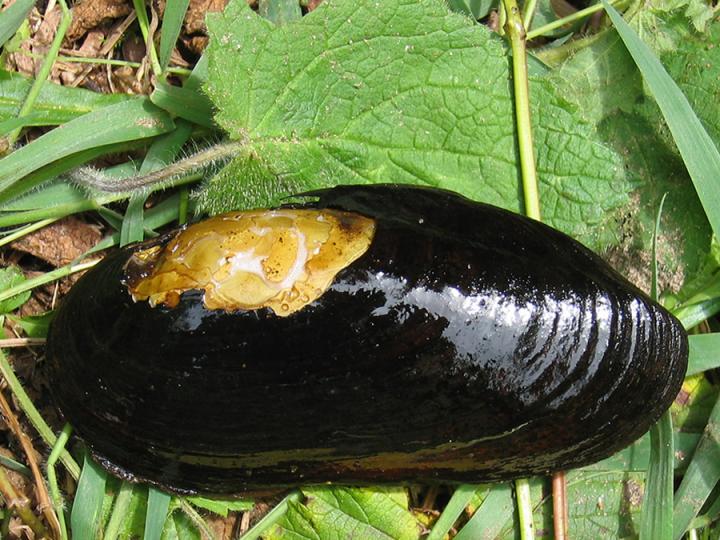 Mussel Stocks 