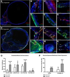 Dermal Microvascular Responses of Human Induced Pluripotent Stem Cell—Derived Skin Organoids to Inflammation and Injury