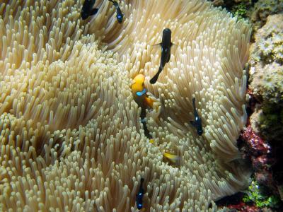 Nemo's Noisemaker 2 (of 2)