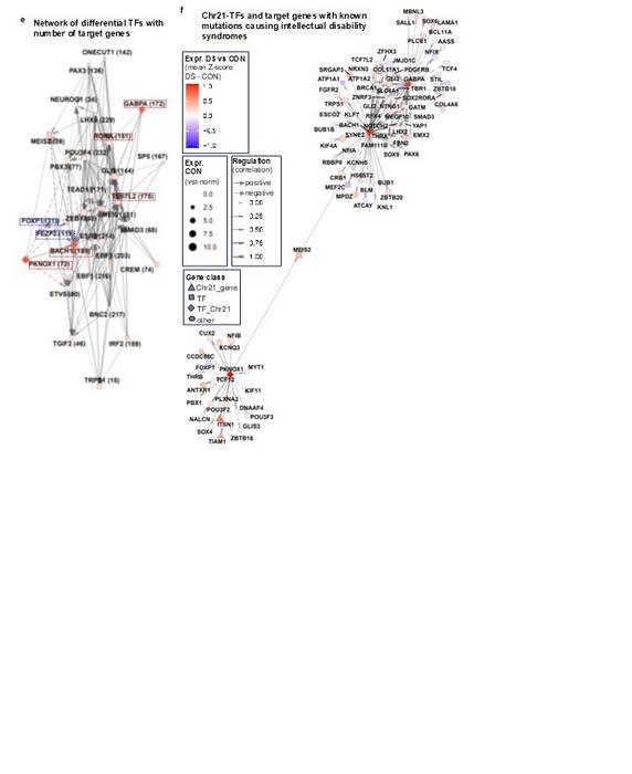 Gene network
