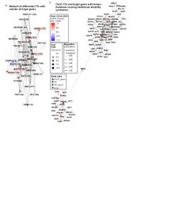 Gene network
