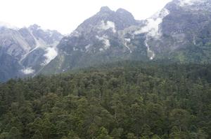 Forest plot in Lijiang
