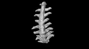 Zhangjiagoivermis longicruris, holotype