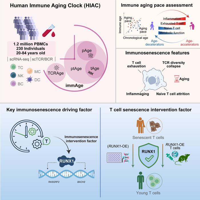 Human immune aging clock identifies RUNX1 as a decelerator of T cell senescence